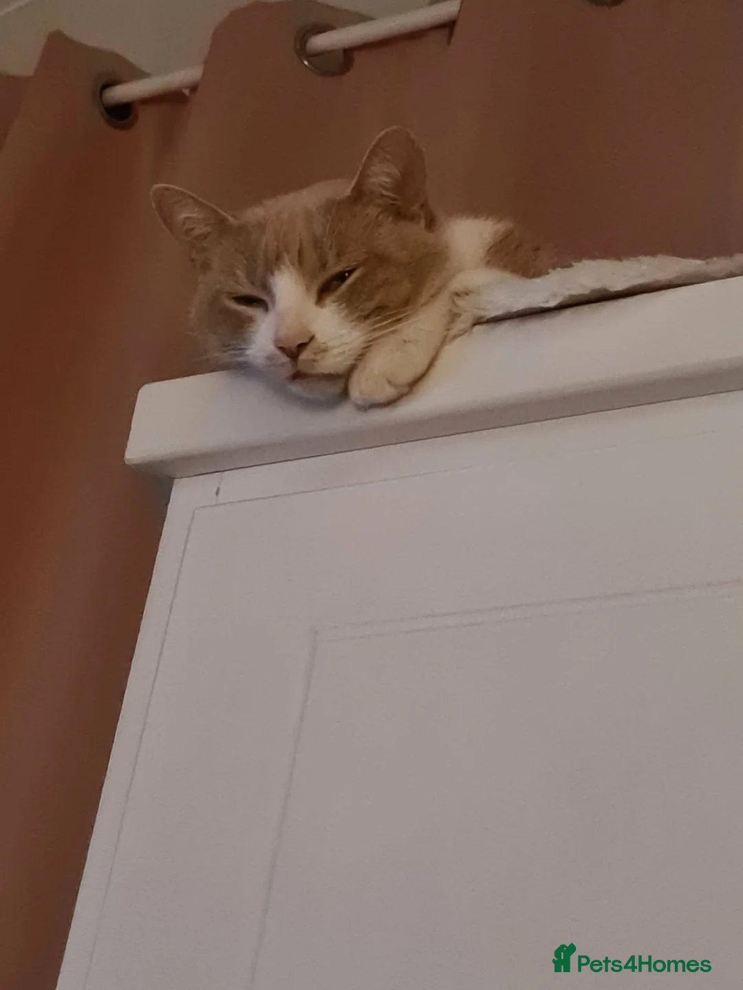 Domestic Shorthair cats for sale: Rudy  - Advert 3