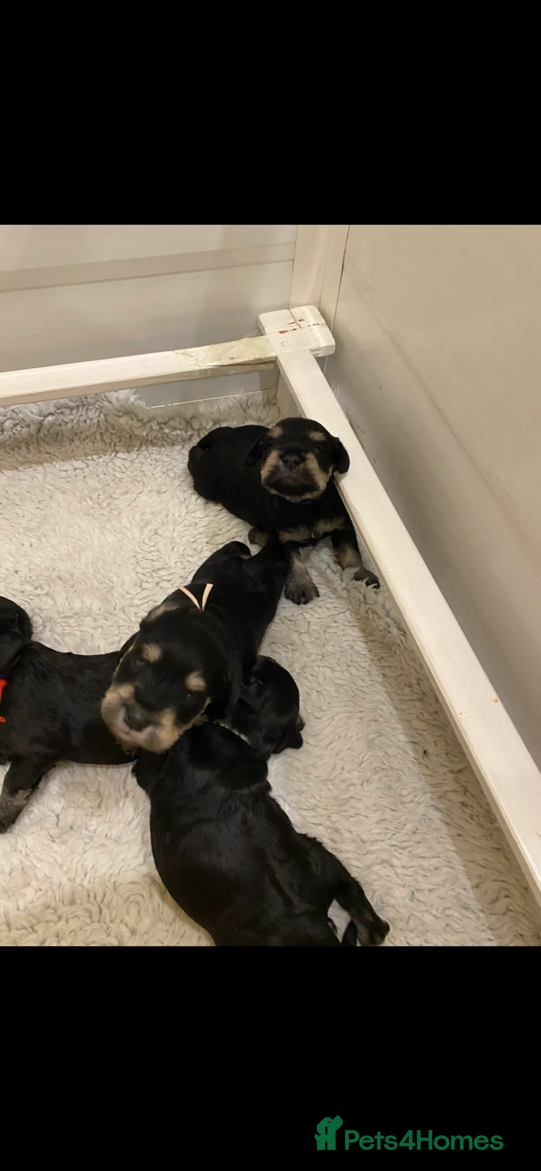 Miniature Schnauzer dogs for sale: Miniature schnauzers  - Advert 5