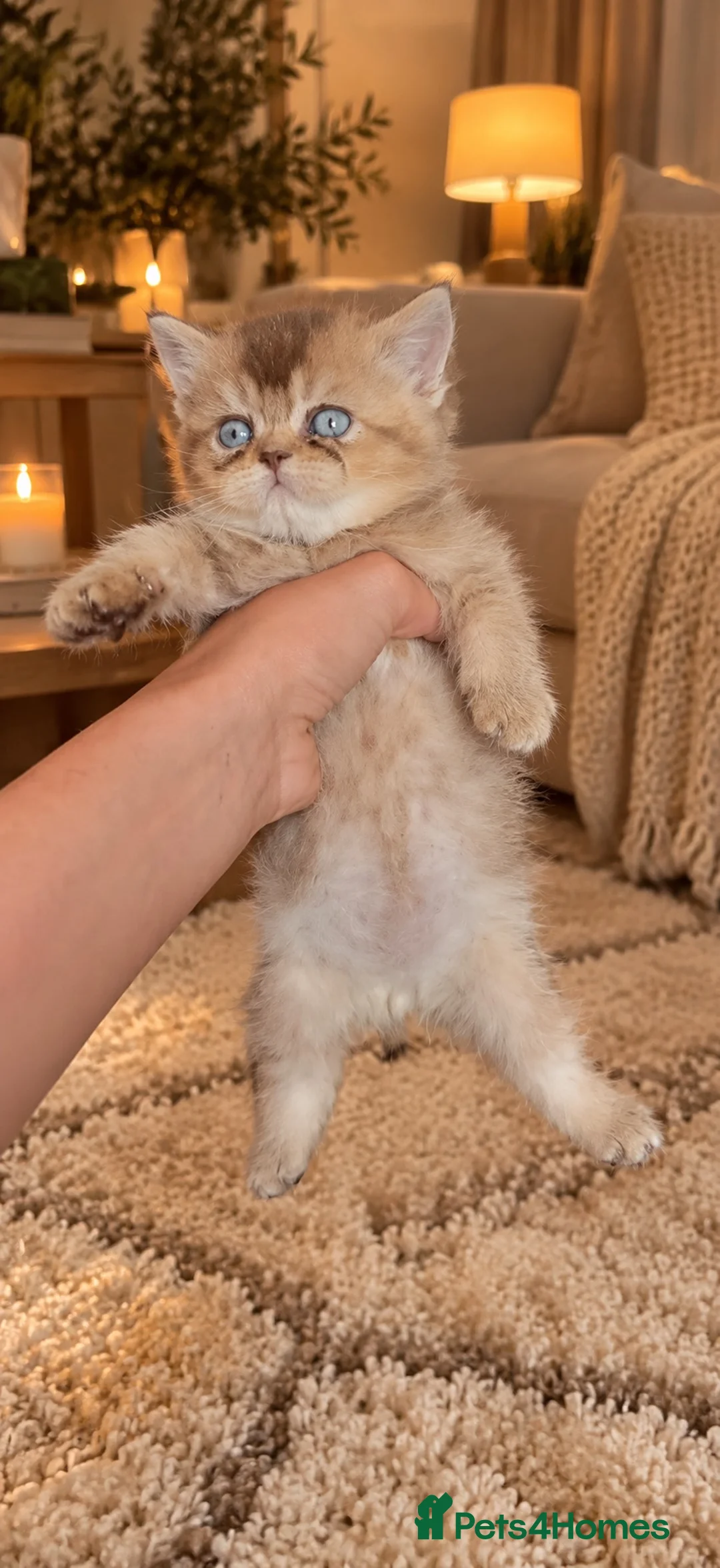 British Shorthair cats for sale: British Longhair & British Shorthair Kittens - Advert 13