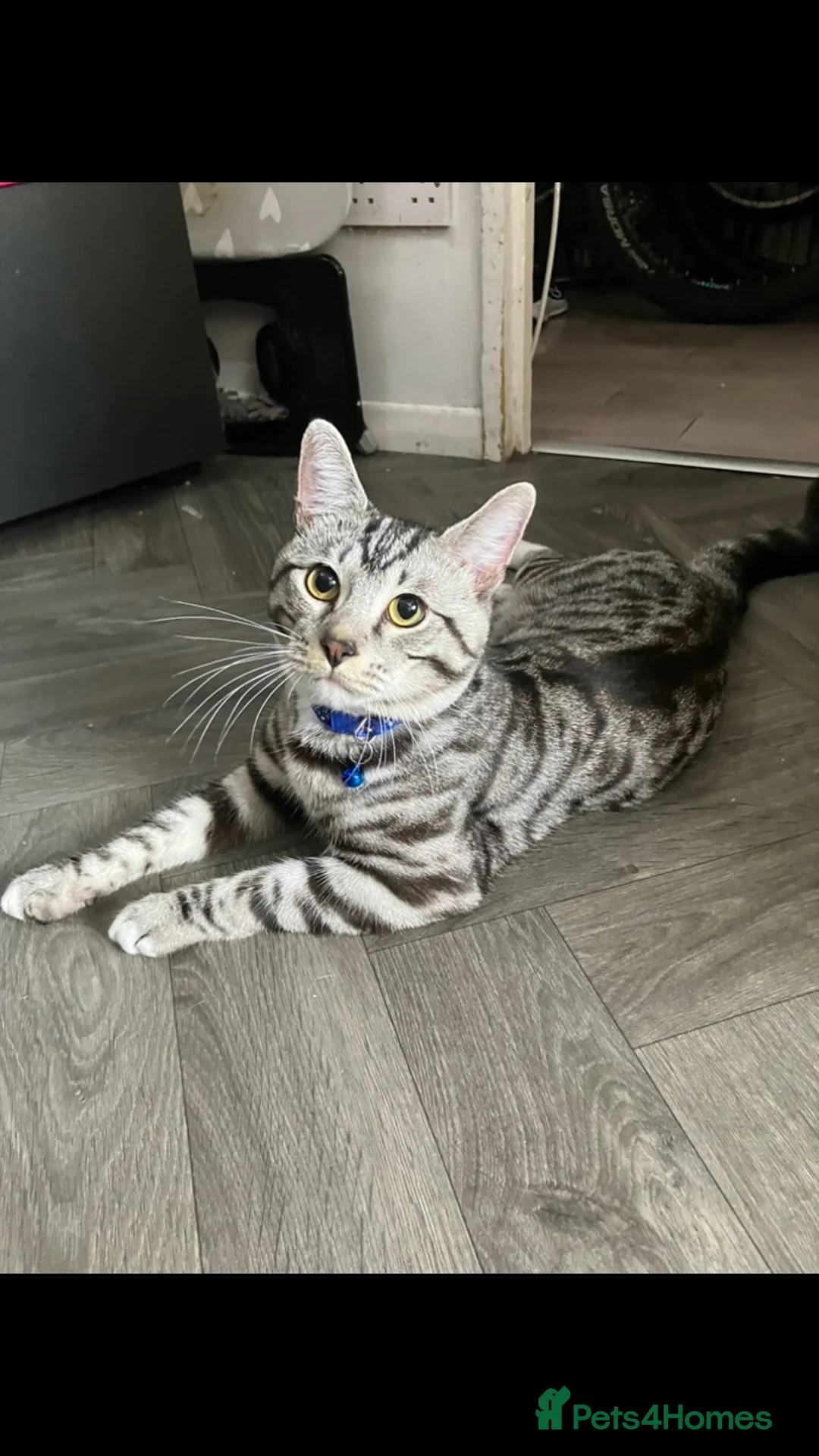 Russian Blue cats for sale: Beautiful black silver grey tabby kittens  - Advert 1