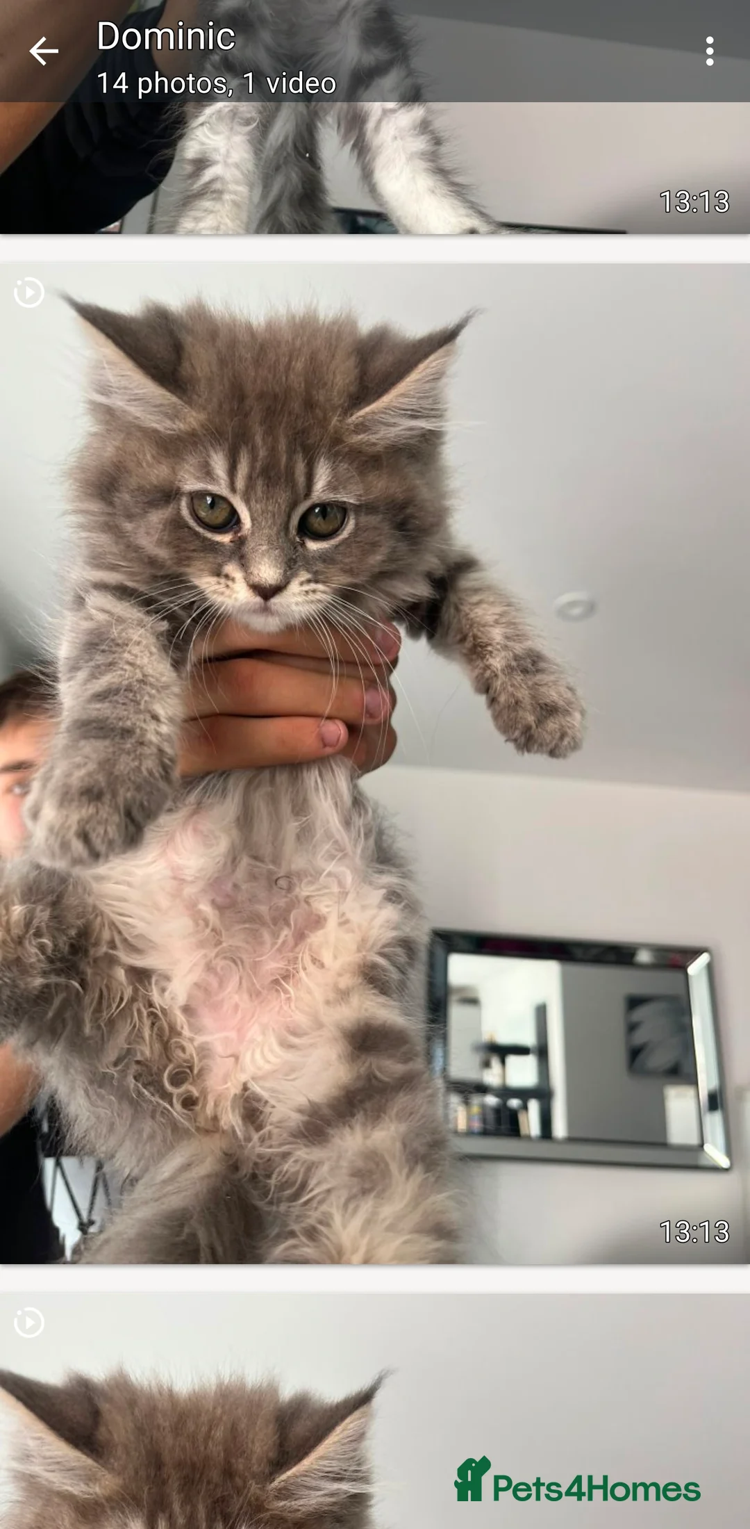 Maine Coon cats for sale: Main coon kittens ready now - Advert 2