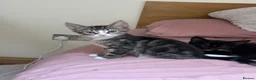 Mixed Breed cats for sale: Female tabby kitten  - Advert 4