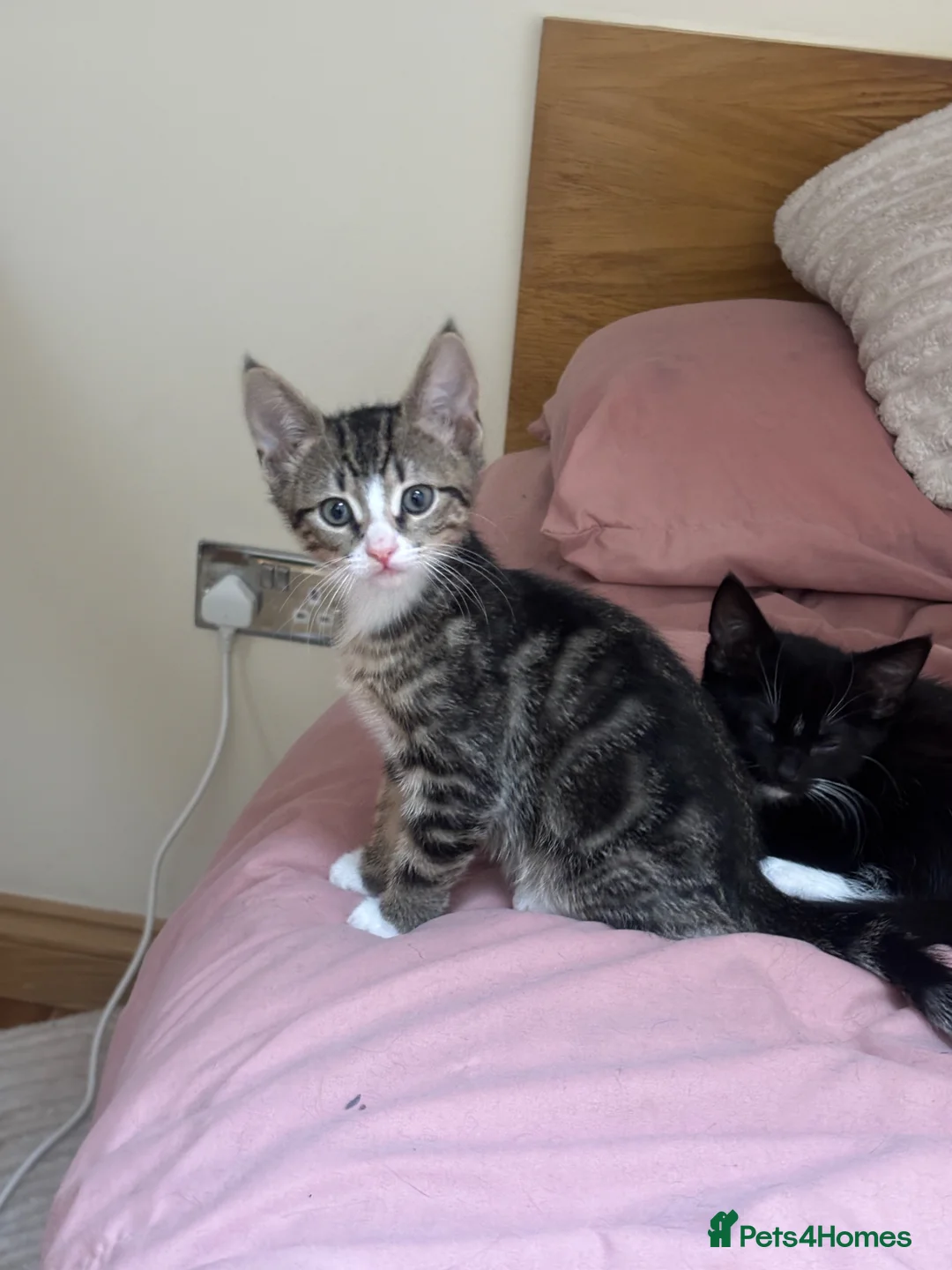 Mixed Breed cats for sale: Female tabby kitten  - Advert 4