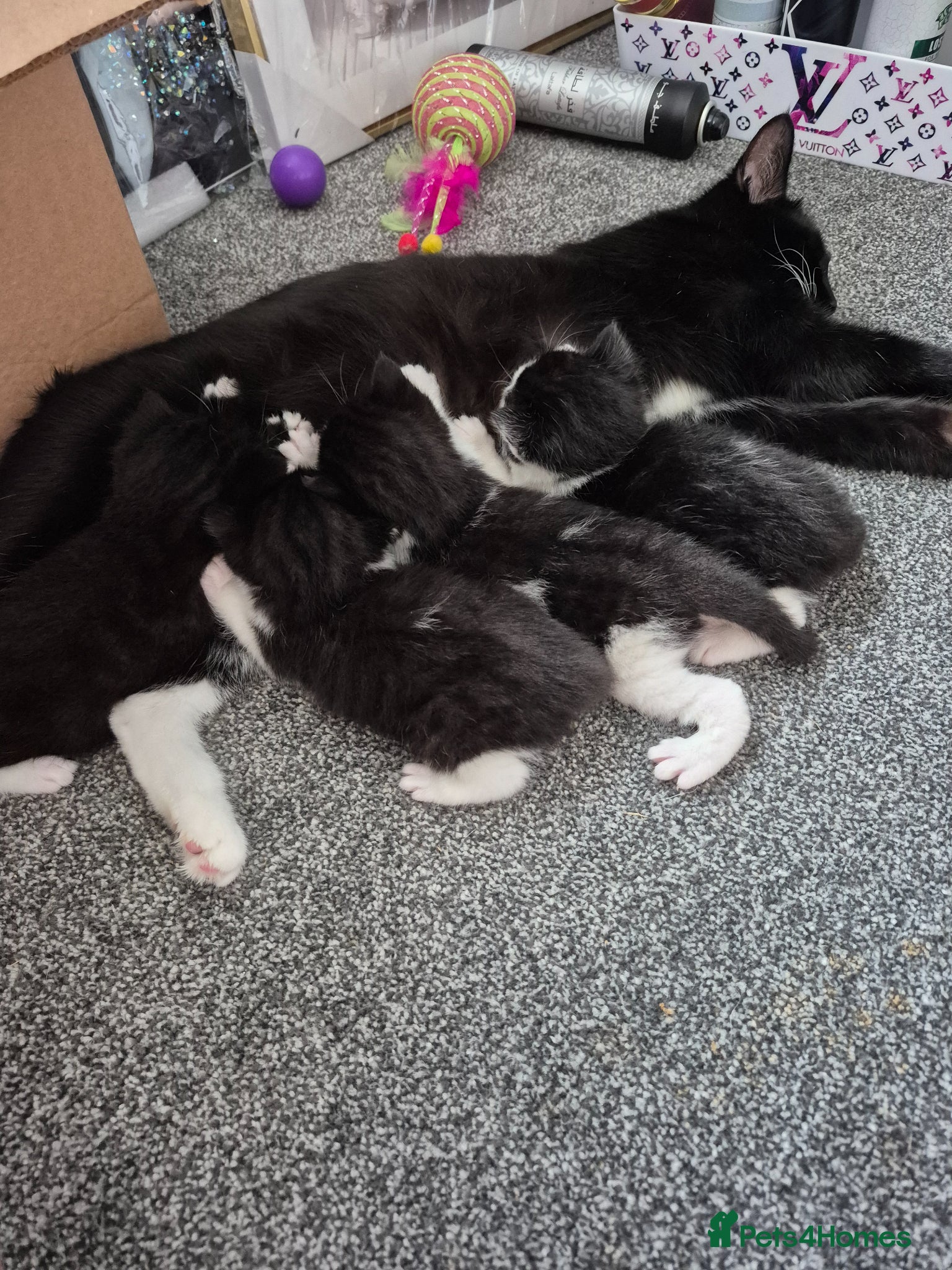 British Shorthair cats 4 beautiful kittens - Advert 16
