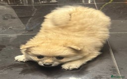 Pomeranian dogs for sale: Pomeranian pups  - Image 5