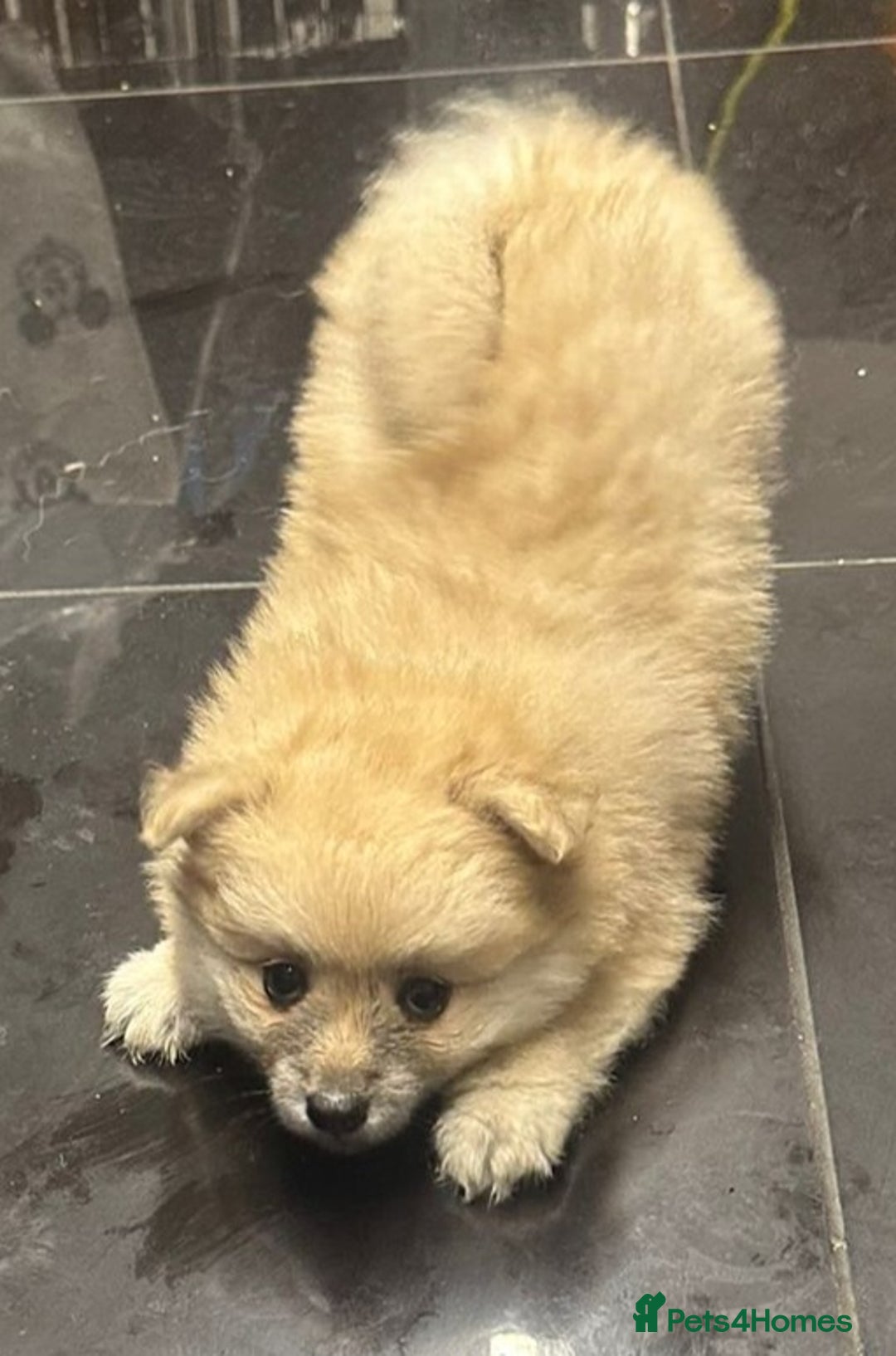 Pomeranian dogs for sale: Pomeranian pups  - Image 5