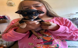 Jack Russell dogs for sale: Gorgeous Jack Russell Puppies - Image 13