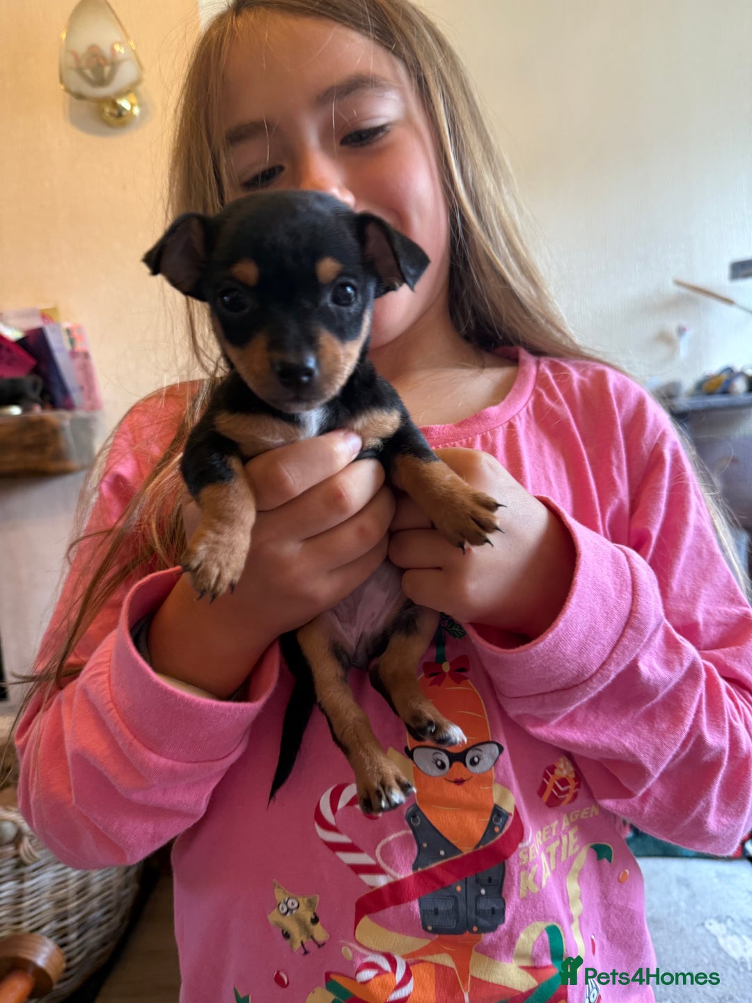 Jack Russell dogs for sale: Gorgeous Jack Russell Puppies - Image 13