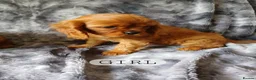 Cavalier King Charles Spaniel dogs for sale: 🐾Gorgeous Cavalier Puppies for sale ready now 🐾 - Advert 3