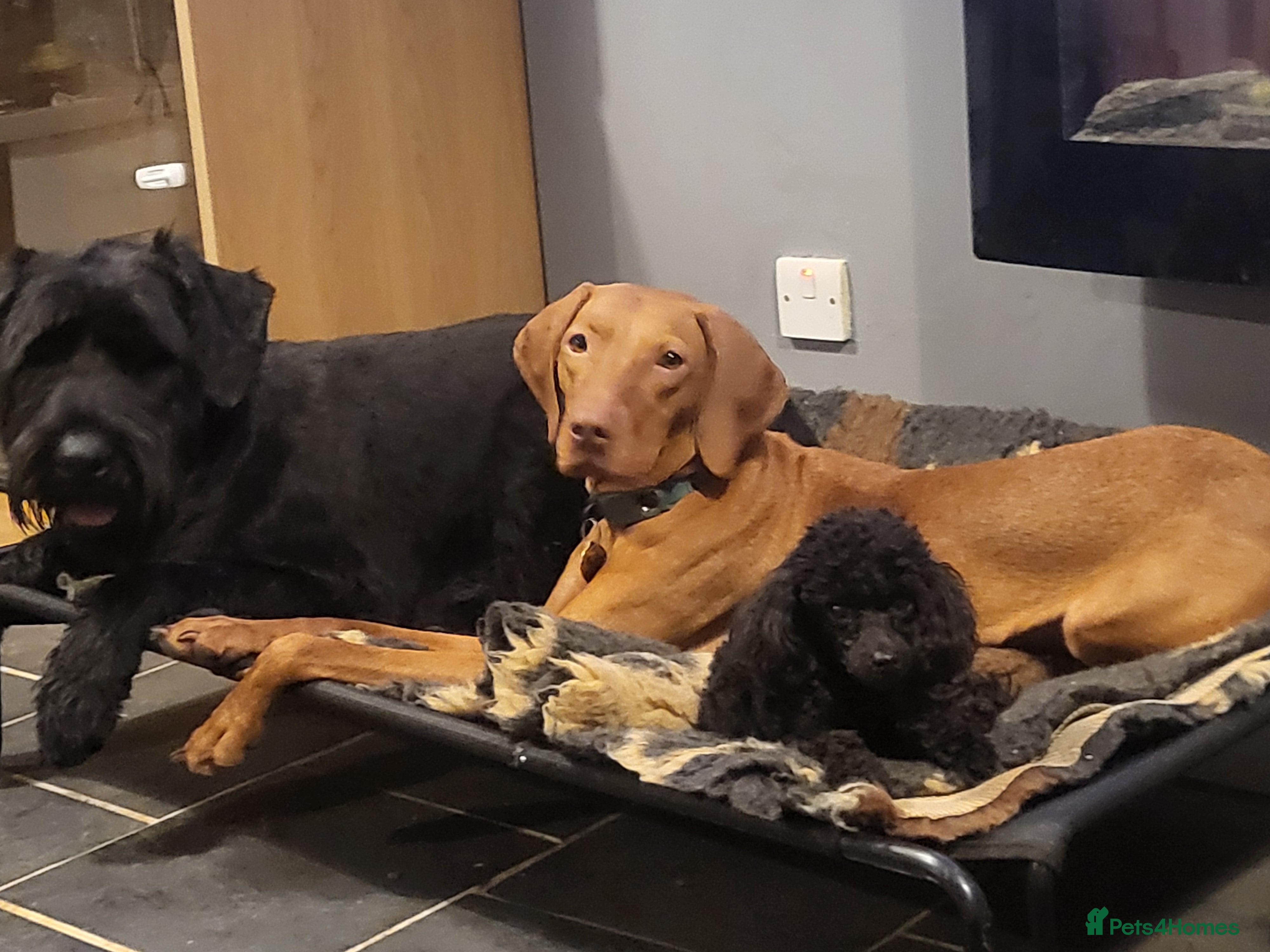 Toy Poodle dogs Beautiful Small Toy – Fantastic Temperament - Advert 17