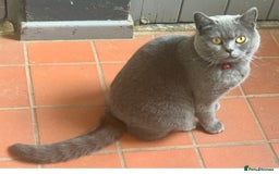 British Shorthair cats for sale: 5. british Blue Cross kittens - Image 6