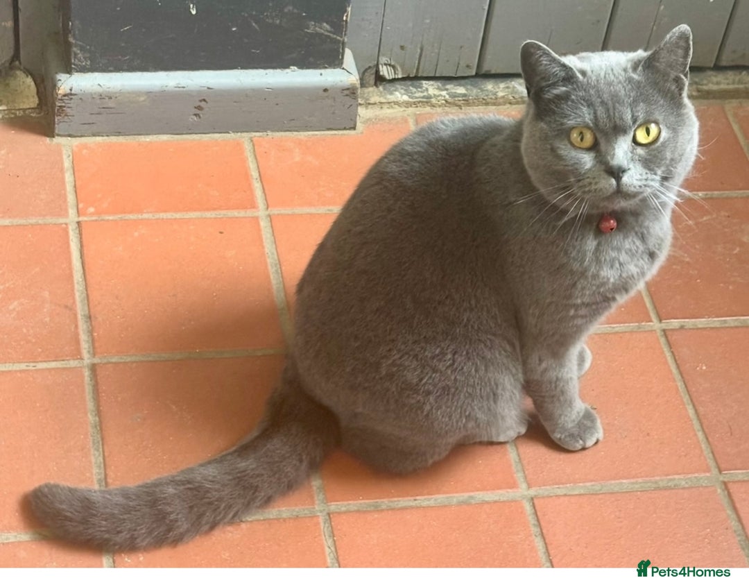 British Shorthair cats for sale: 5. british Blue Cross kittens - Image 6