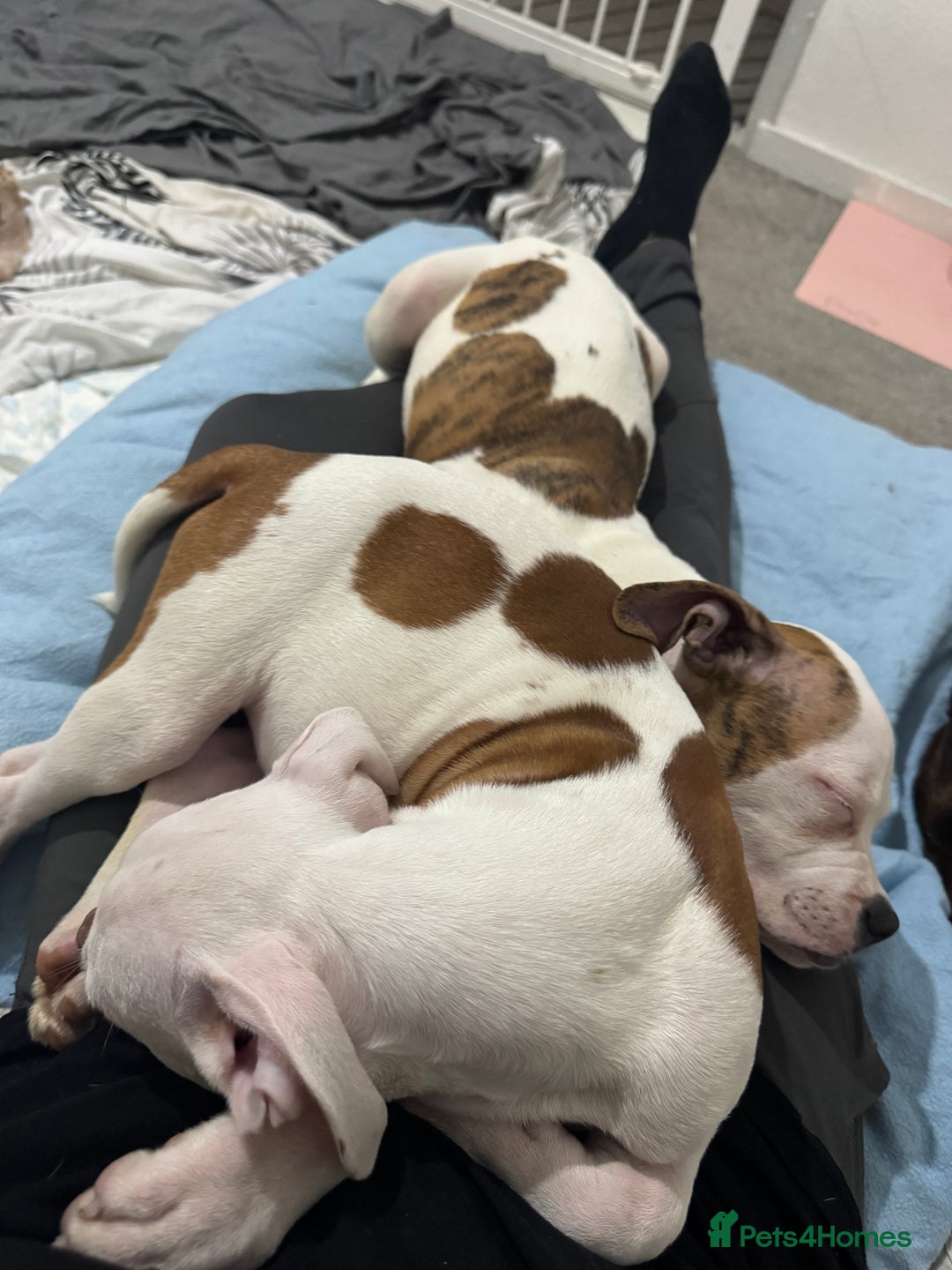 American Bull Staffy dogs for sale: American bulldog Pups - Image 4