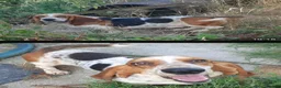 Basset Hound dogs for sale: Now Ready for New Forever Homes - Advert 5