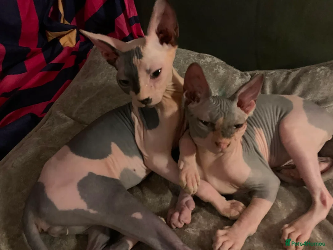 Sphynx cats for sale: Sphynx kittens one male and one female  - Advert 5