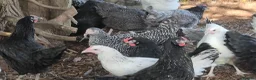 Chickens poultry for sale: bluebells, light Sussex, rhode rock, speckled - Advert 6