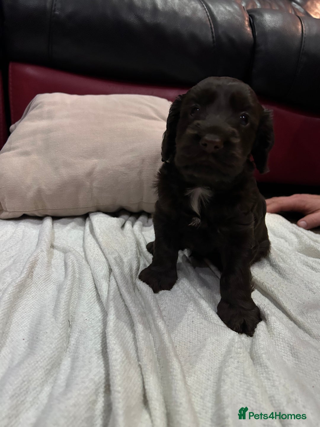 Cockapoo dogs for sale: Cockapoo male - Advert 2