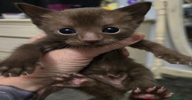 Siamese cats - Advert 4
