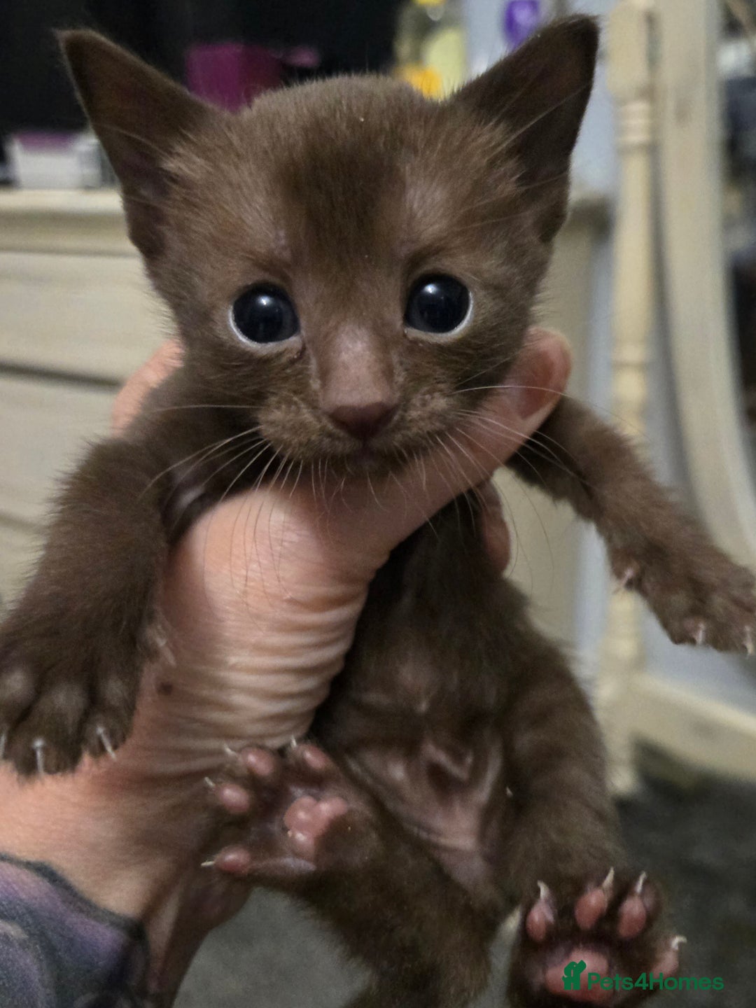 Siamese cats for sale: 2 chocolate point siamese girls and one Havana boy - Image 2