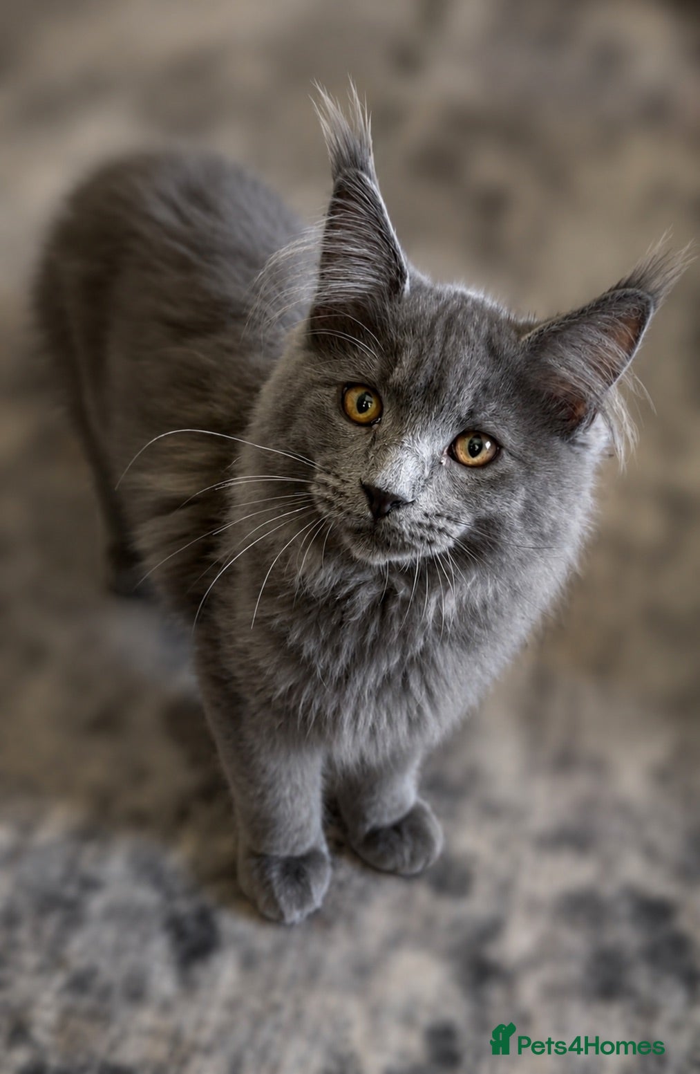 Maine Coon cats Purebred Maine Coon Kittens.Blue,Black Smoke,Tabby - Advert 2