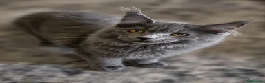 Maine Coon 5