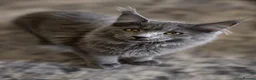 Maine Coon cats for sale: Purebred Maine Coon Kittens.Blue,Black Smoke,Tabby - Advert 15
