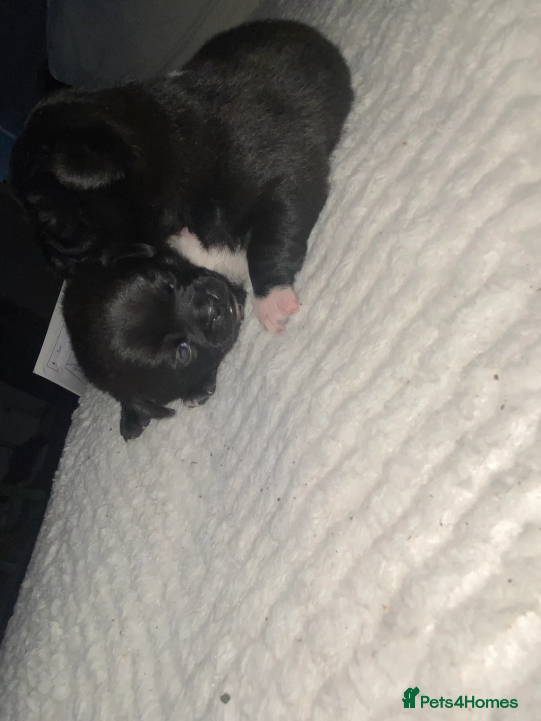 Chug dogs for sale: 3 beautiful chug puppy’s 😍🏡 - Advert 7