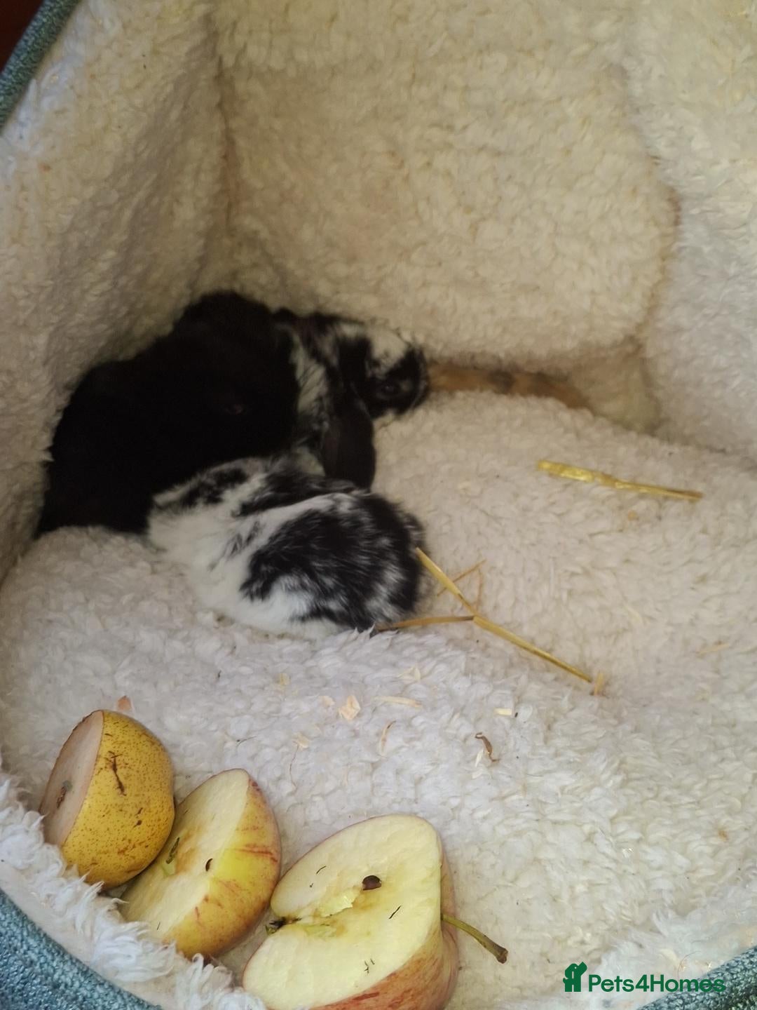 Mini Lop rabbits 2 gorgeous baby bunnies for sale - Advert 1