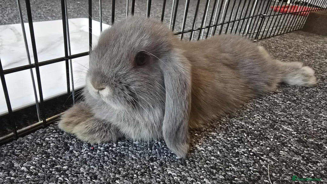 Mini Lop rabbits for sale: Pure bred mini lops ready to go - Image 4