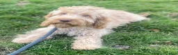 Cockapoo dogs for sale: 💕 cockapoo pups 💕 - Advert 5