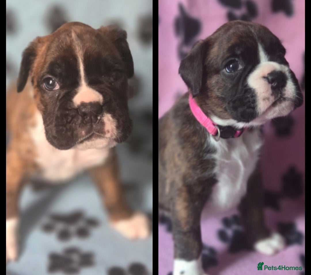 Boxer dogs 4 week old boxer puppies - Advert 3
