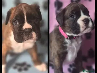 Boxer dogs 4 week old boxer puppies - Advert 3