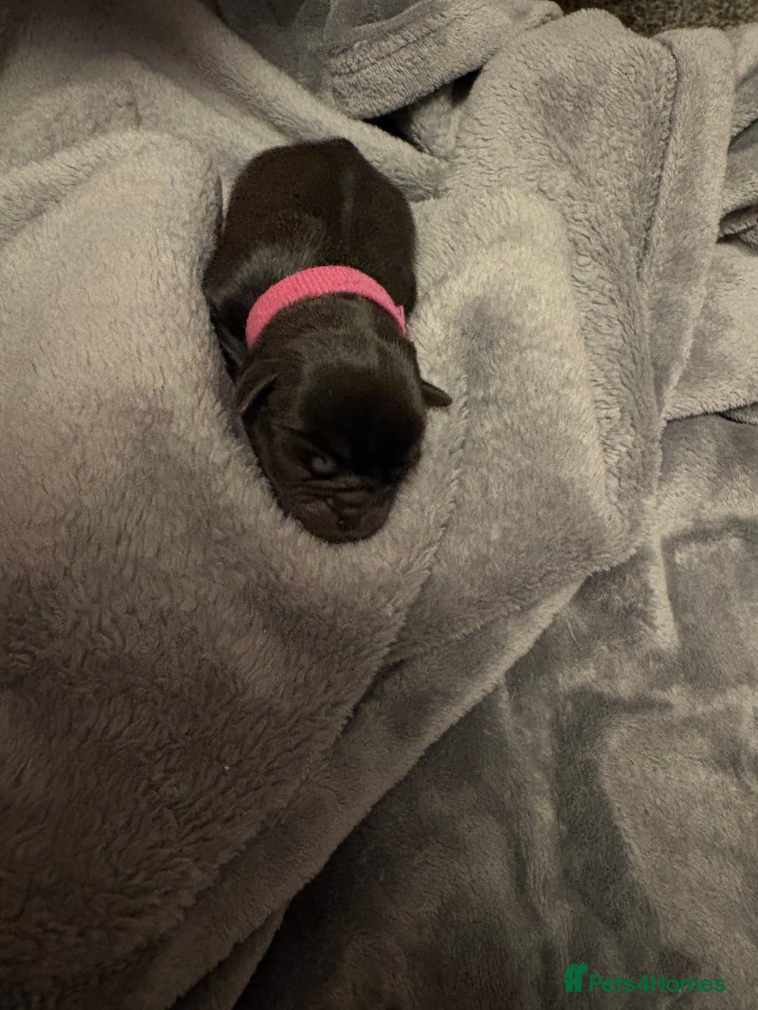 Pug dogs for sale: 6 stunning pugs for sale - Advert 8