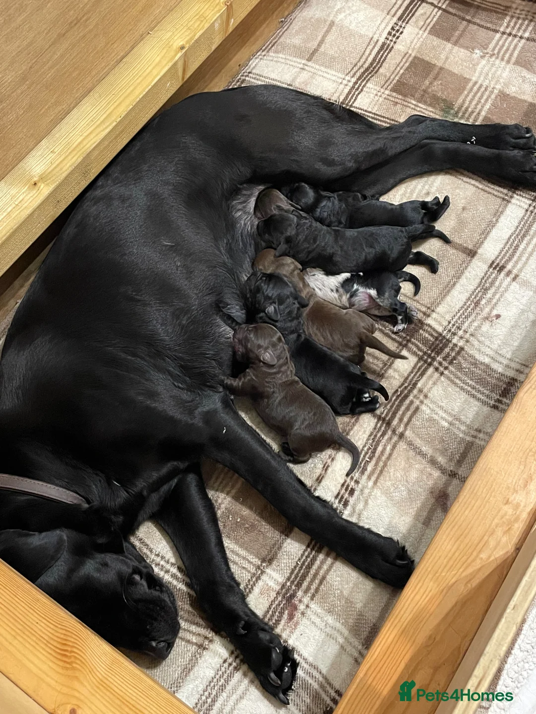 Labradoodle dogs for sale: F1 Miniature Labradoodle puppies - Advert 1