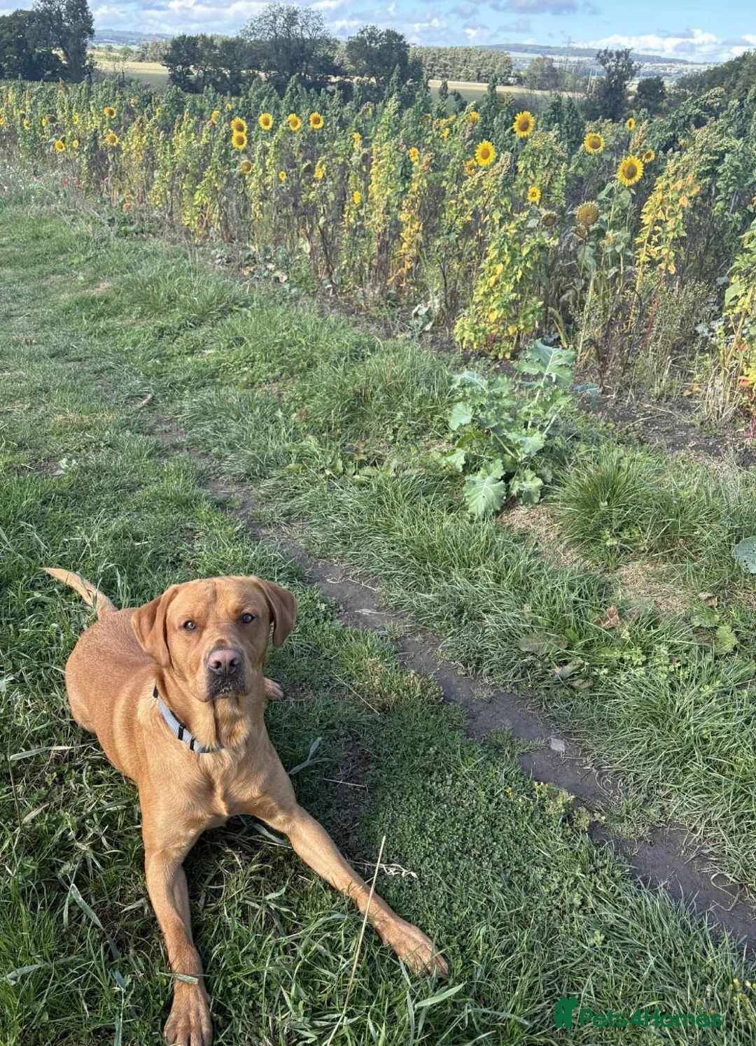 Labrador Retriever dogs for stud: KC registered and fully health checked  - Advert 9