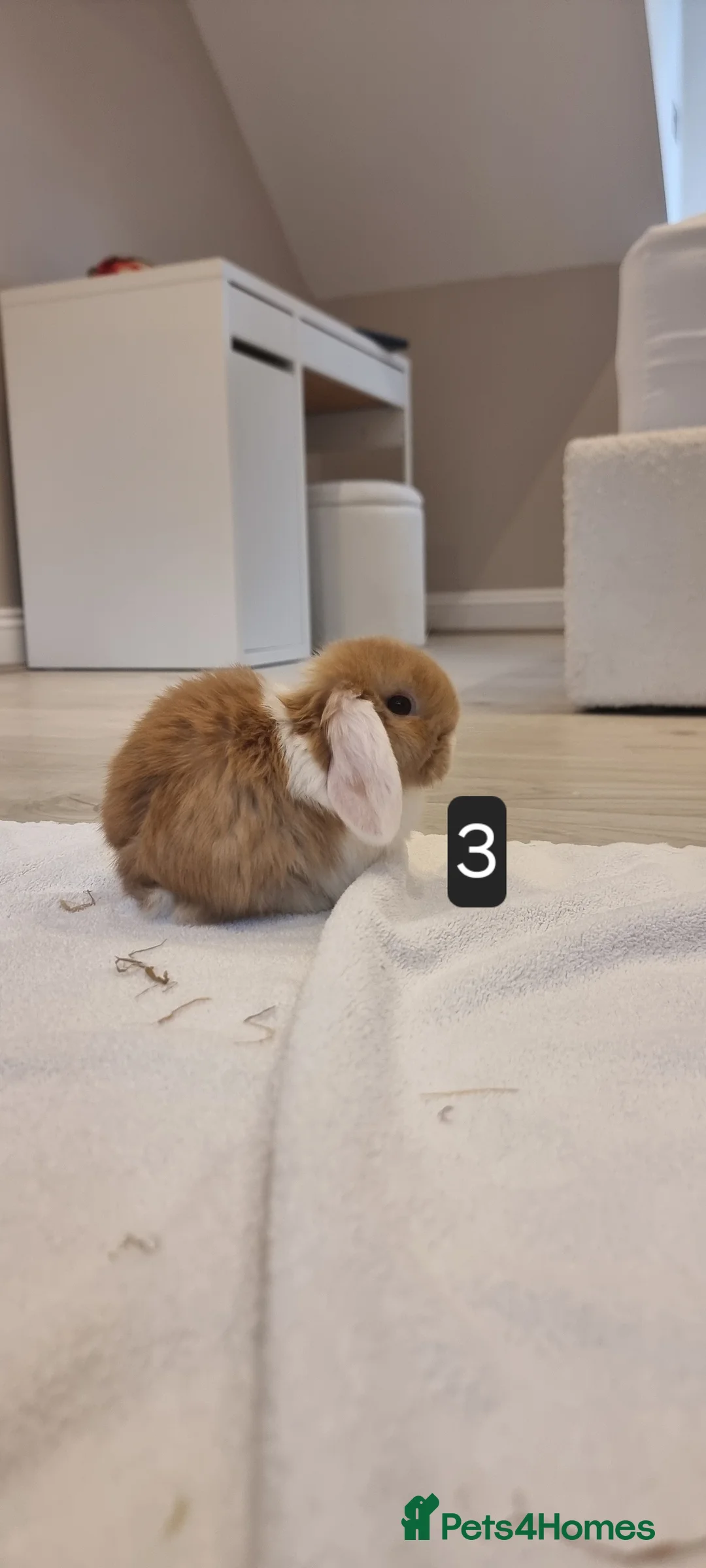 Mini Lop rabbits for sale: Adorable Purebred Mini Lop Bunnies - Advert 14