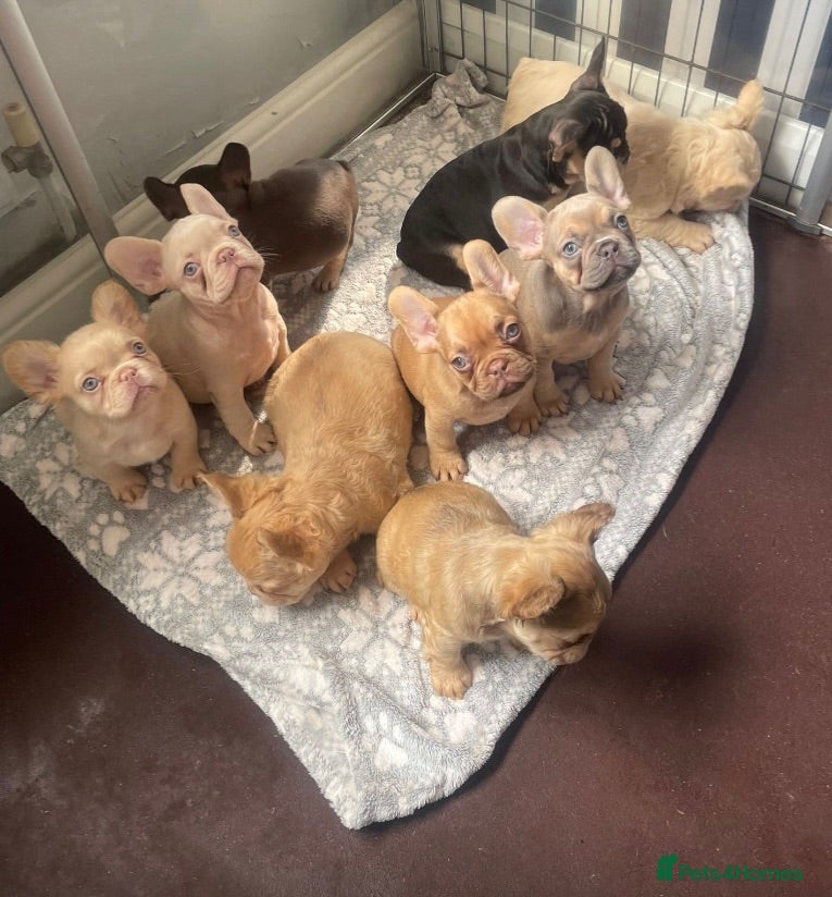 French Bulldog dogs 🔥 Unbelievable litter of 11 French Bulldogs 😍 - Advert 1