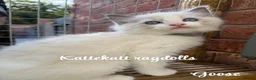 Ragdoll cats for sale: *Stunning colours. TICA registered. Extra fluffy* - Advert 7