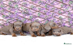Miniature Dachshund dogs for sale: Miniature dachshund  - Image 6