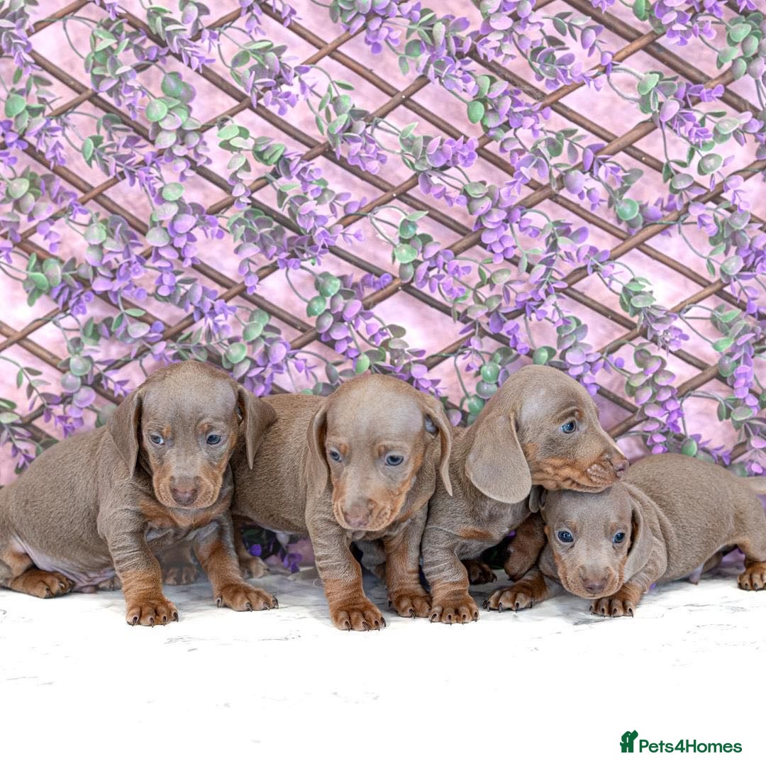 Miniature Dachshund dogs for sale: Miniature dachshund  - Image 6
