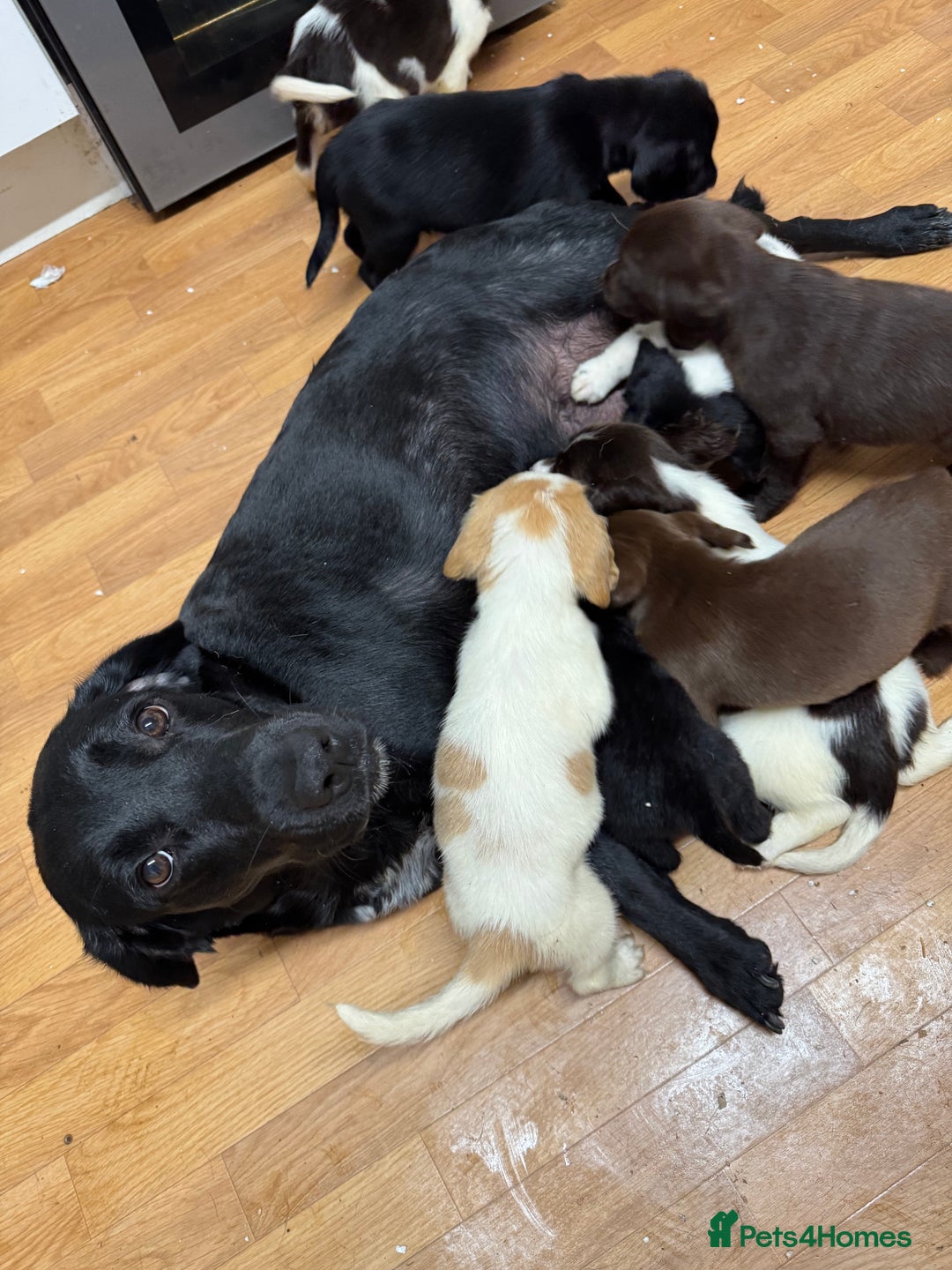 Springador dogs for sale: Final 2 Beautiful Springador puppies  - Image 5