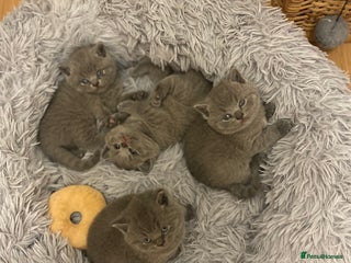 British Shorthair cats British Shorthair kittens to reserve - Advert 1