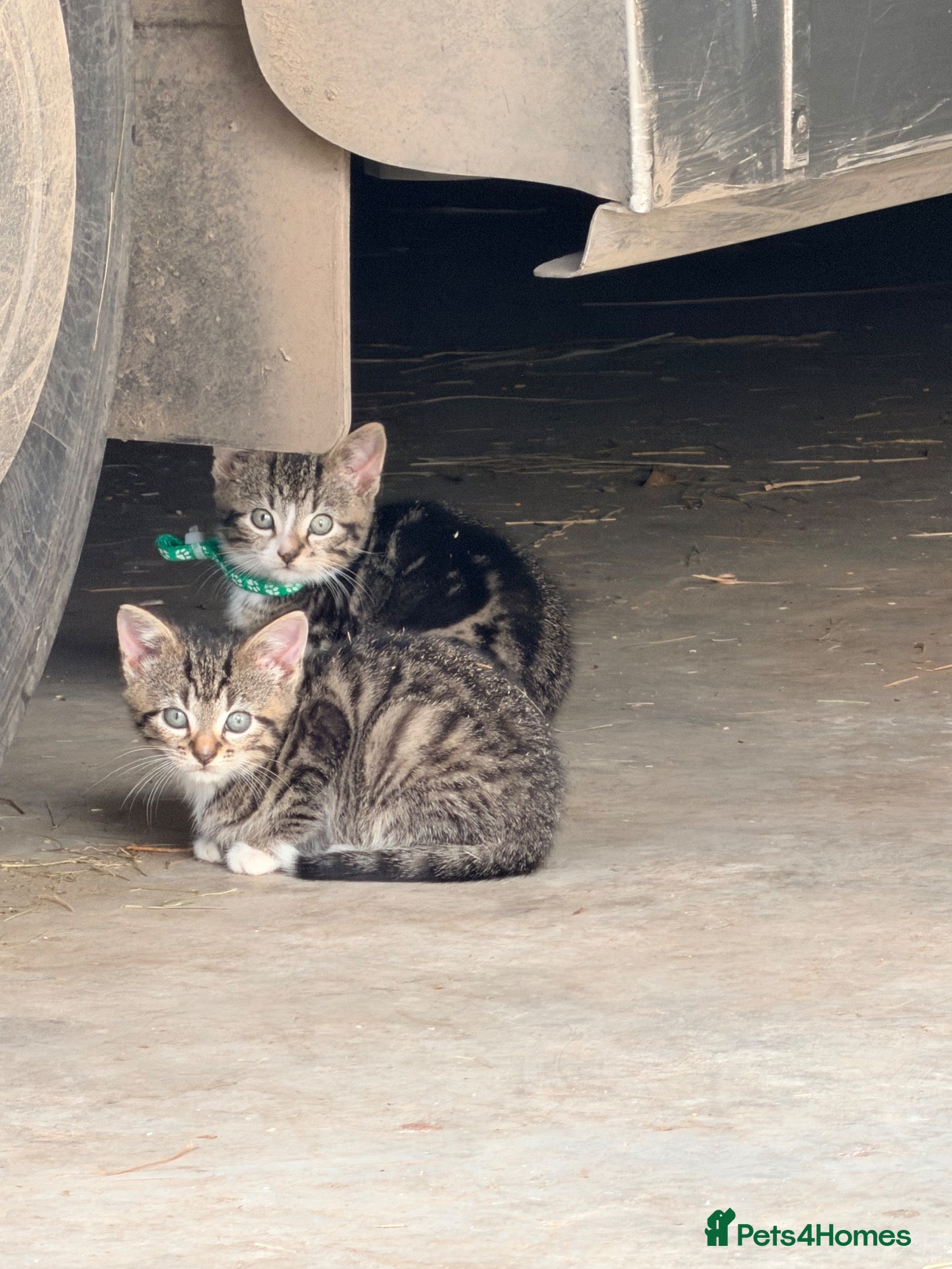 Mixed Breed cats for sale: Beautiful kittens  - Advert 4