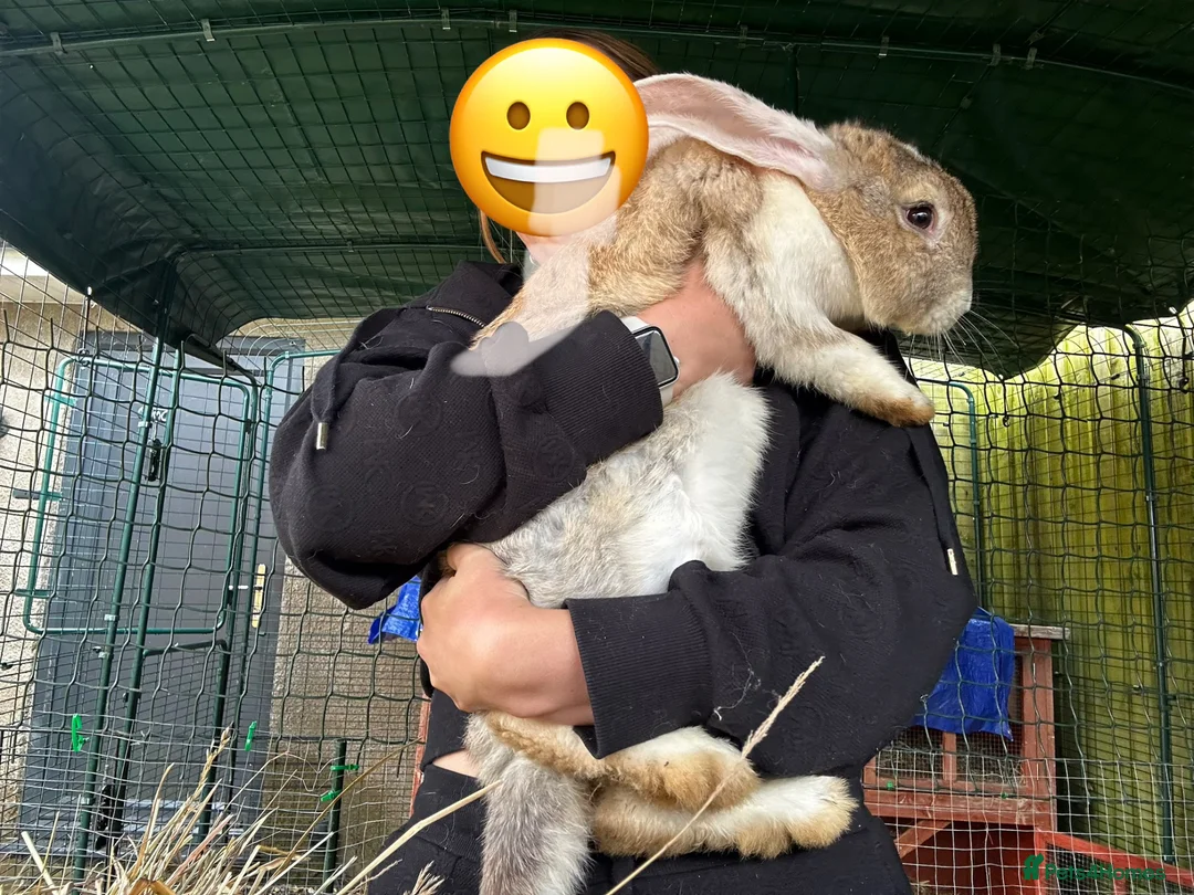 Continental Giant rabbits for sale: Continental Rabbits in Highbridge - Advert 1