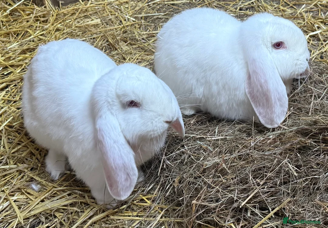French Lop rabbits for sale: Pure bred French lops - Advert 5