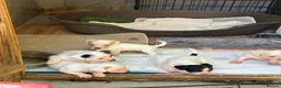 Jack Russell dogs for sale: Jack russell puppys - Advert 2