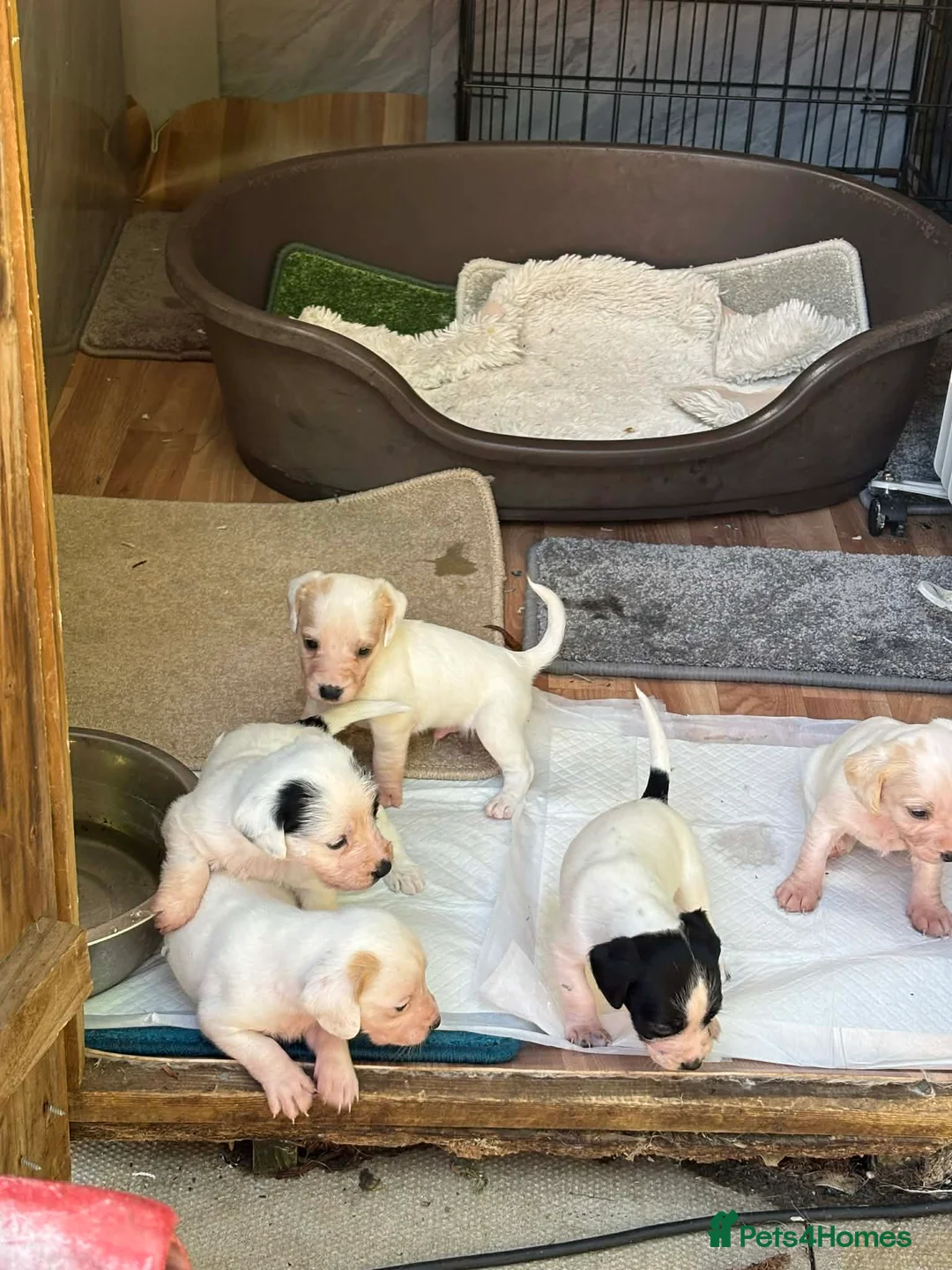Jack Russell dogs for sale: Jack russell puppys - Advert 2