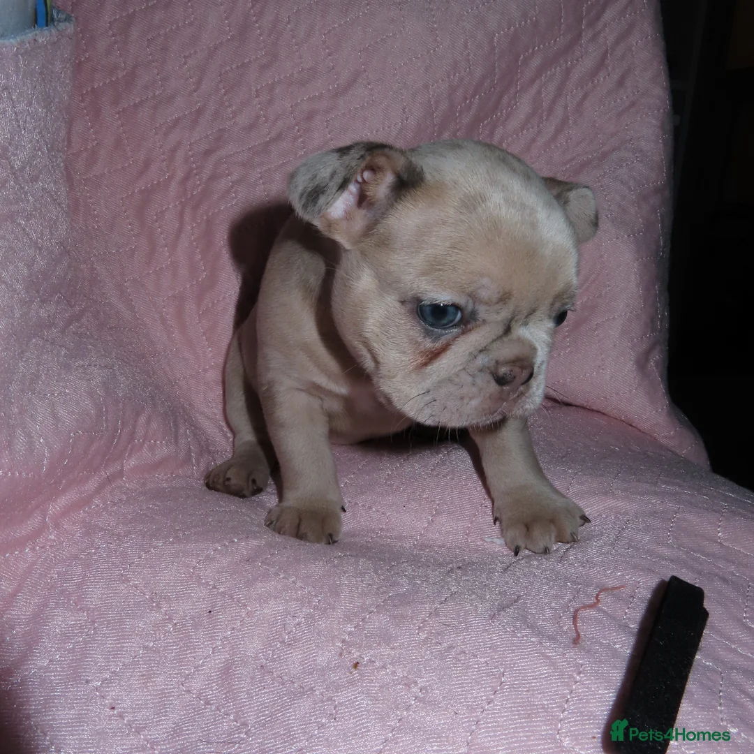 French Bulldog dogs for sale: French Bulldog Puppies Ready for Forever Home - Advert 3