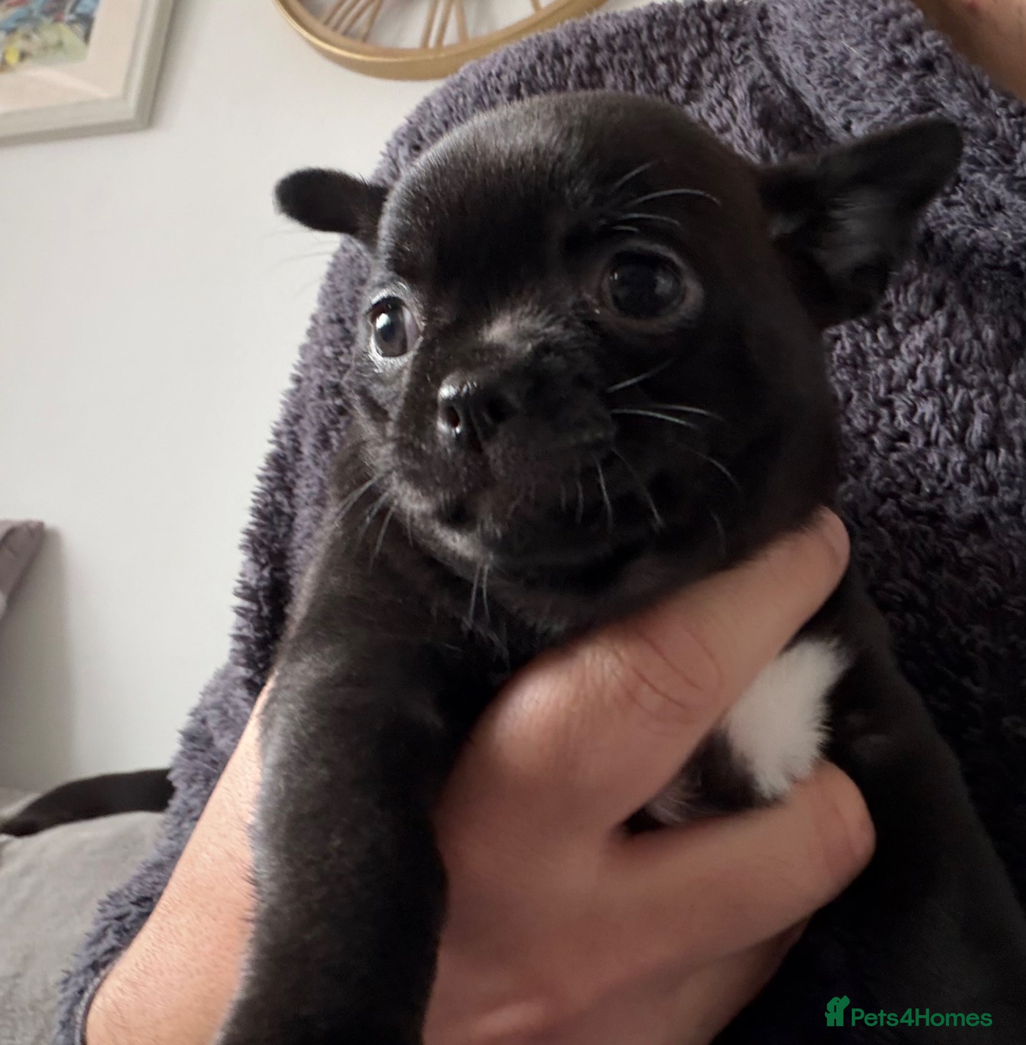 Chihuahua dogs Beautiful Chihuahua Pups - Last Puppy - Advert 3