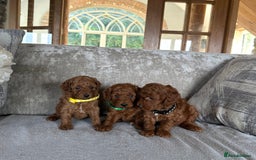 Miniature Poodle dogs for sale: Red KC registered miniature poodles  - Image 5
